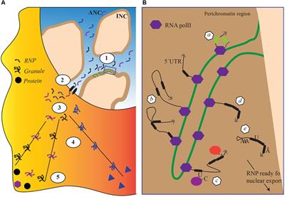 Sorting mRNA Molecules for Cytoplasmic Transport and Localization